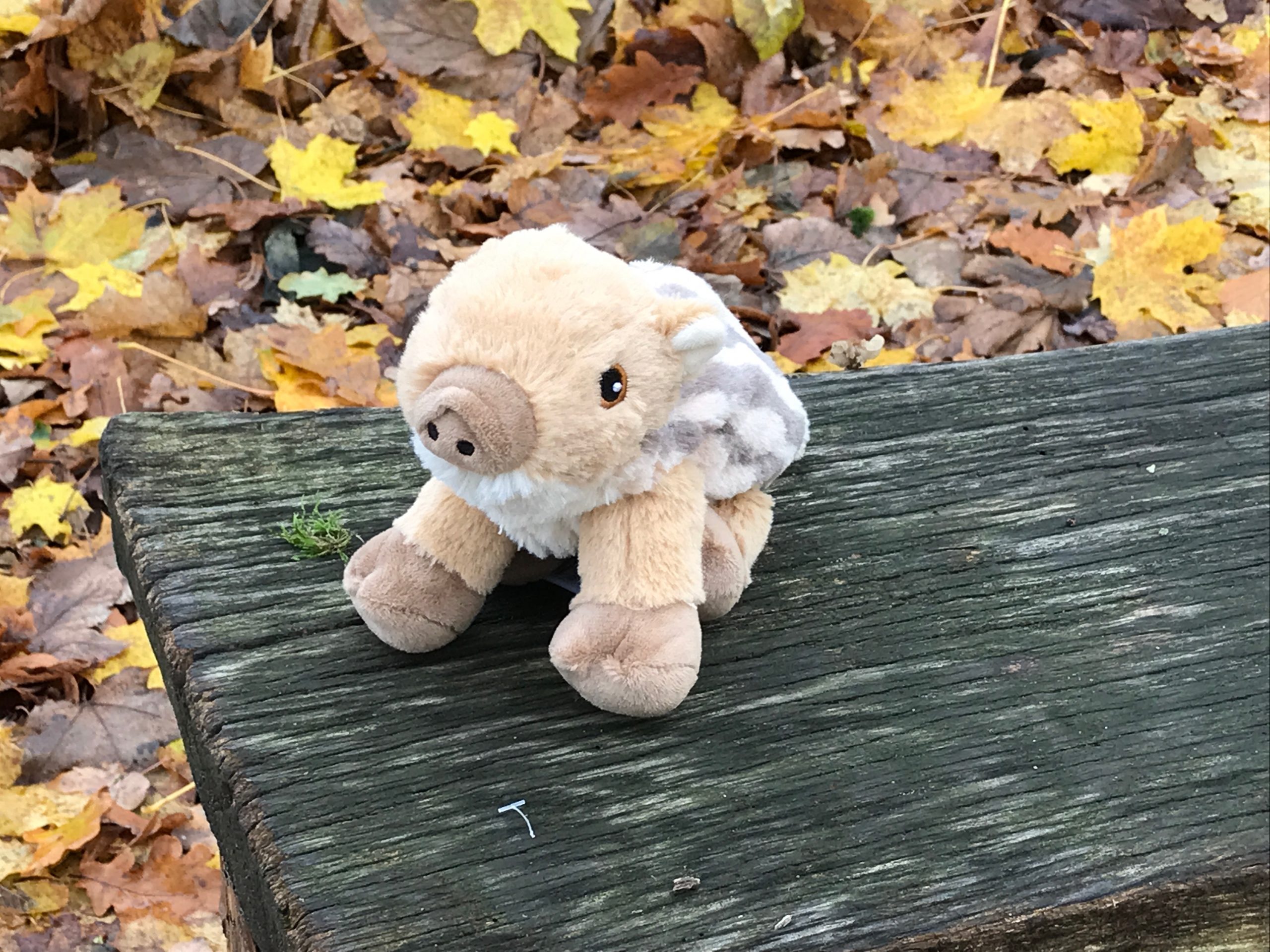 Emely, der kleine Frischling