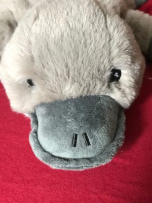 Robert, das Schnabeltier