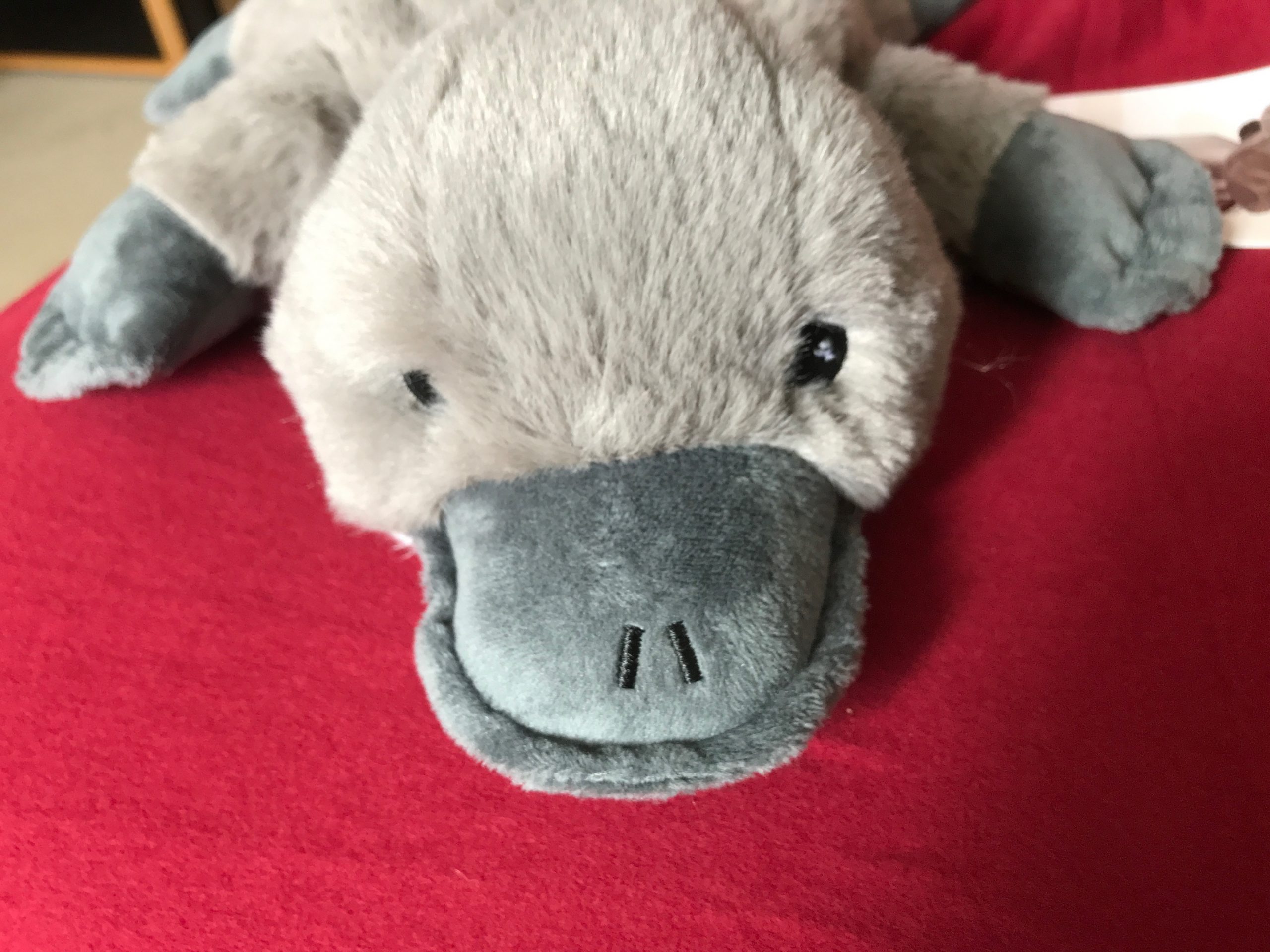 Robert, das Schnabeltier