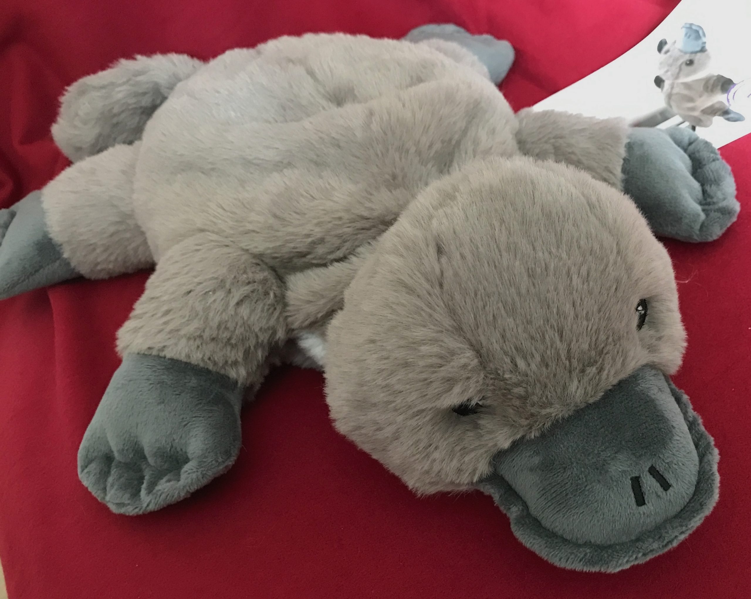 Robert, das Schnabeltier – Bild 3
